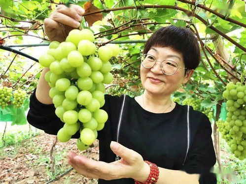 襄州培優培厚農業土壤，推進農業高質量發展助力谷物銷售提升